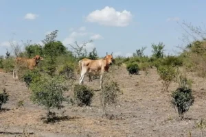 ¡Histórico!, por primera vez Veracruz tiene mayor cantidad de municipios con sequía excepcional: Conagua